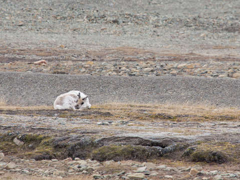 Arctic reindeer