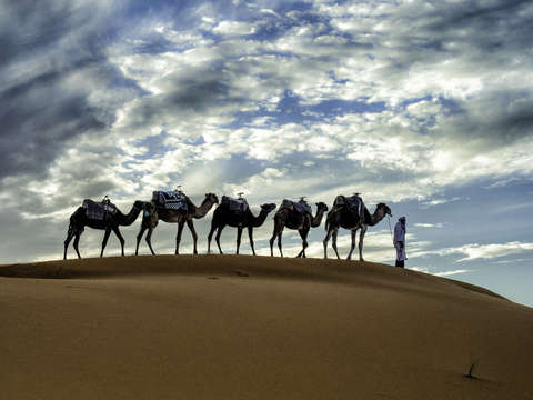 Camels against blue sky