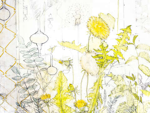 Dandelion 7