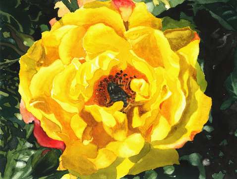 Wonderful rose