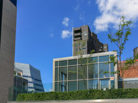 Bird in the sky flying high chelsea nyc