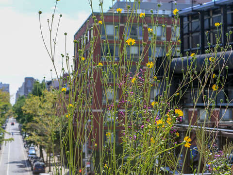 Flowers and the avenue chelsea nyc