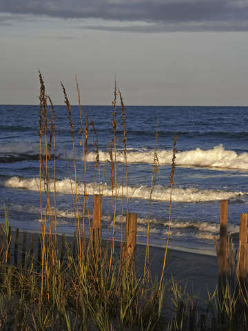 Sea Oats at Sunset