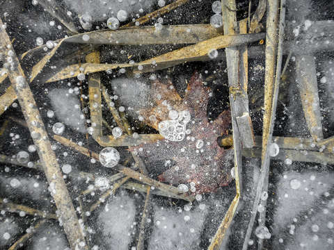 Black pond ice with leaf