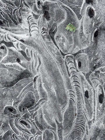 Puddle ice with pine sprig