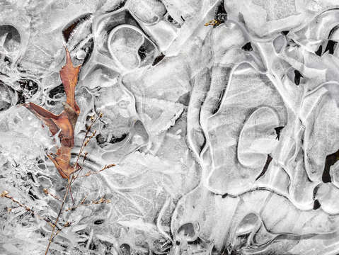 Stream ice with oak leaf