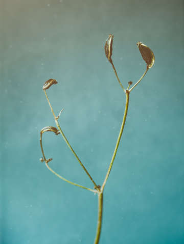 Tiny seed pod