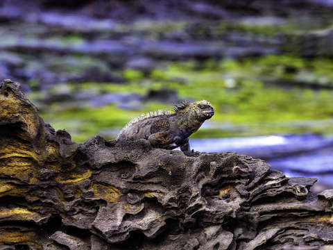 Iguana on lava