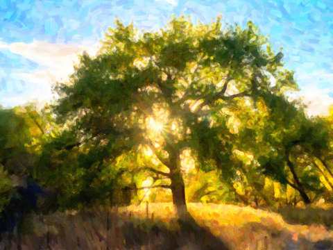 Sunstar on woody path