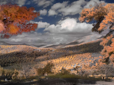 Olive groves in mycenae greece infrared