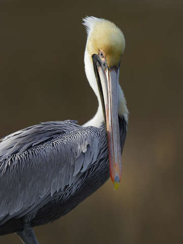 Adult brown pelican