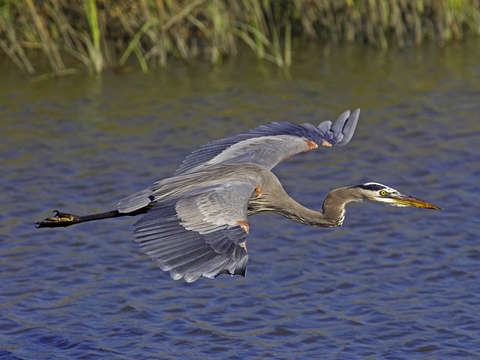 Blue Heron in Flight