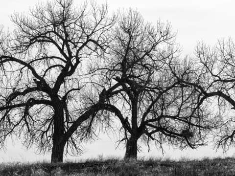 Tree silhouette 2