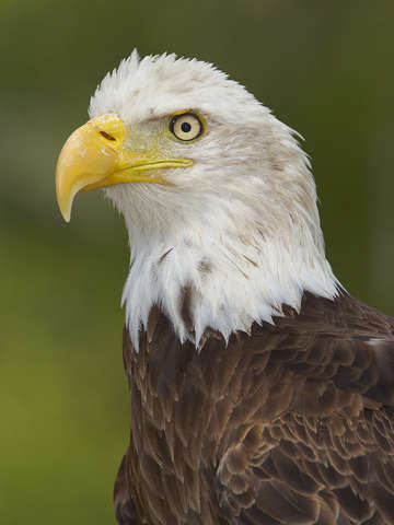 Bald eagle