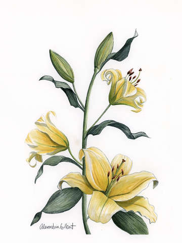 Yellow stargazer lily