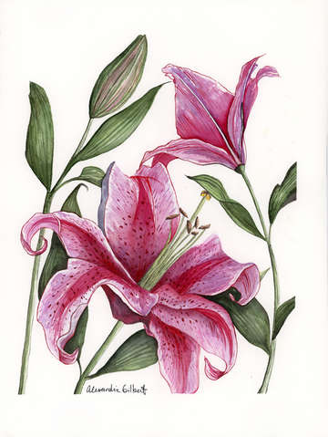 Pink stargazer lily