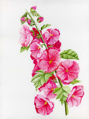 Pink hollyhock