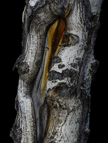 Aspen tree bark