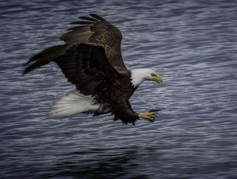 Bald eagle hunting