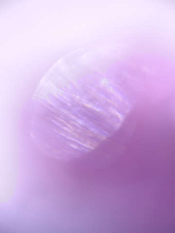 Rose glow 0846