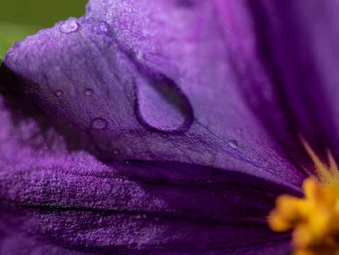 Purple rain 4