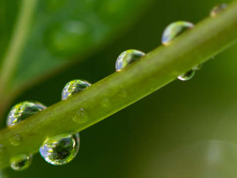 Rain drops in a row