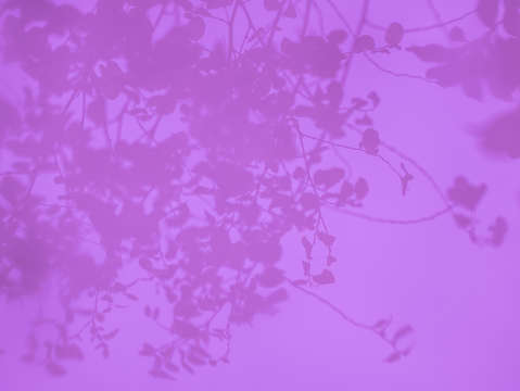 Rosey reflection