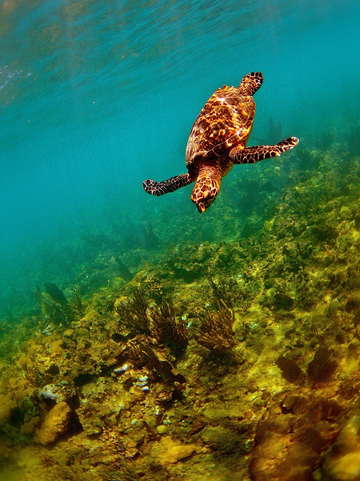Turtle 3