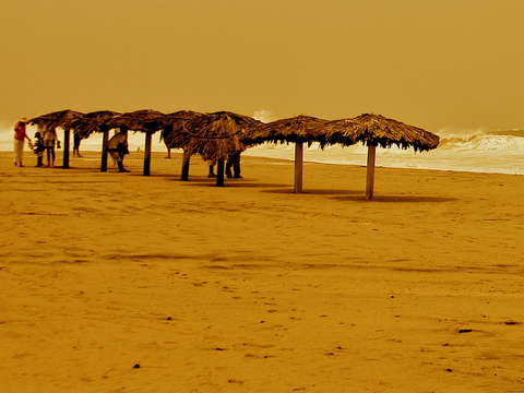 Sepia escondido