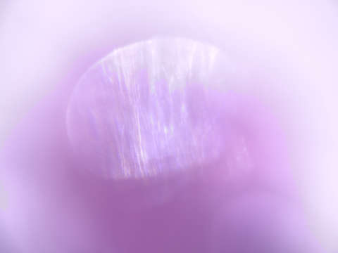 Rose glow 0848