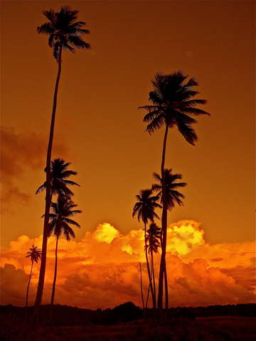 Orange palms