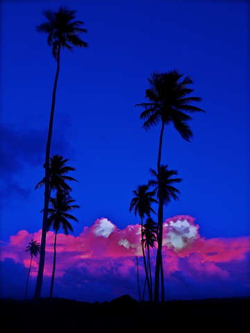 Blue palms
