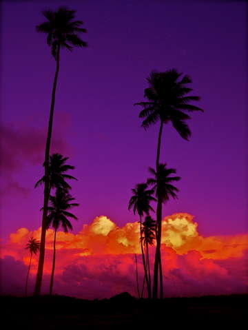 Purple palms