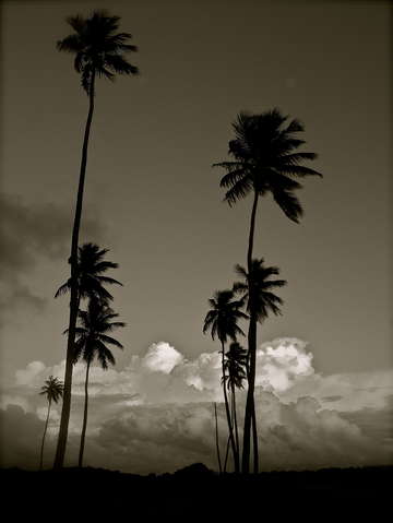 Black white palms