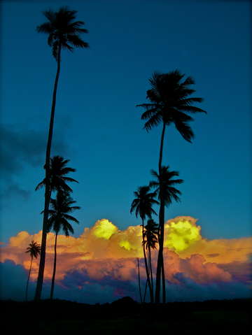 Natural palms