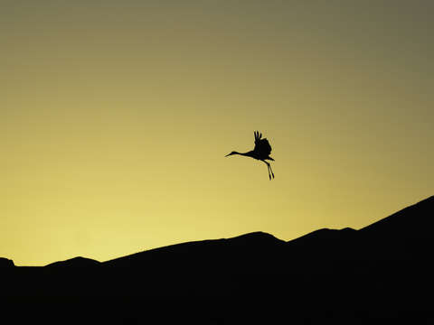 Crane on final approach