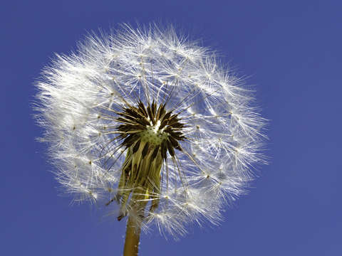Dandelion against blue sky