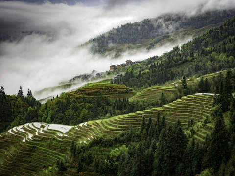 Rice terraces in mist