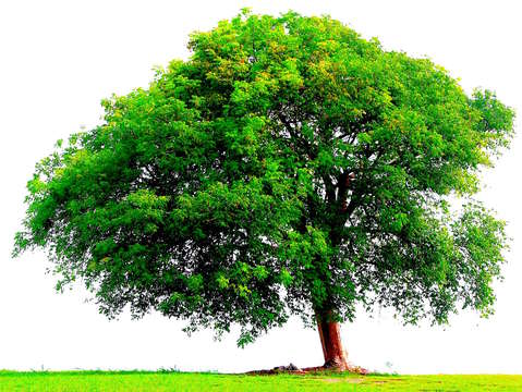 My green tree
