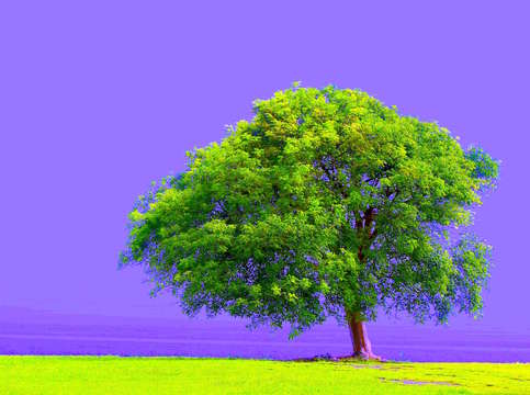 My green tree w purple sky