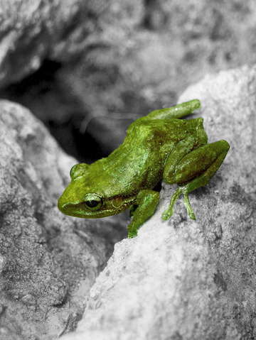 Radioactive coqui