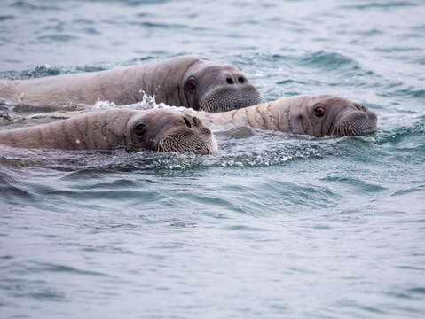 Three walruses