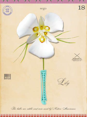 Roller lily