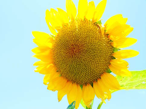 Sunflower 12