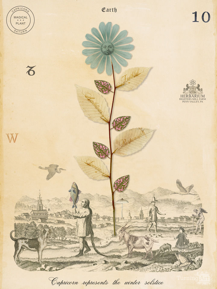 Capricorn plant