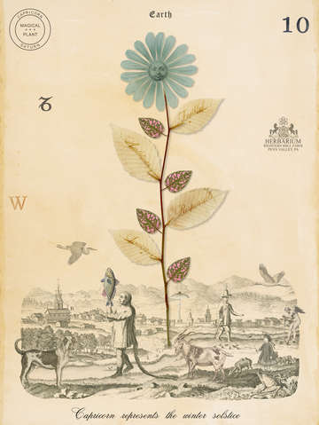 Capricorn plant