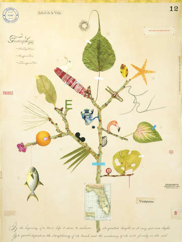Florida tree of life