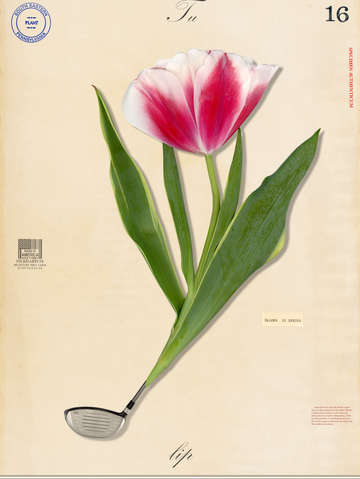 Blooms in spring