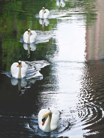 Five swans at bok tower