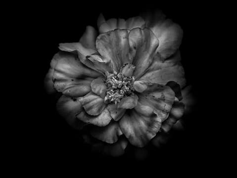 Backyard flowers in black and white 41